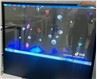 Pantalla OLED transparente